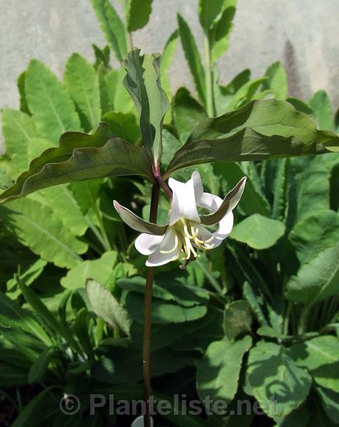 Trillium catesbaei - Click for next image