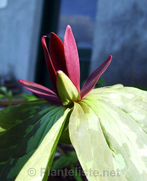 Trillium cuneatum - Click for next image