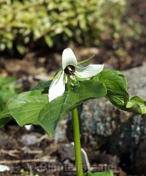 Trillium erectum f. album - Click for next image