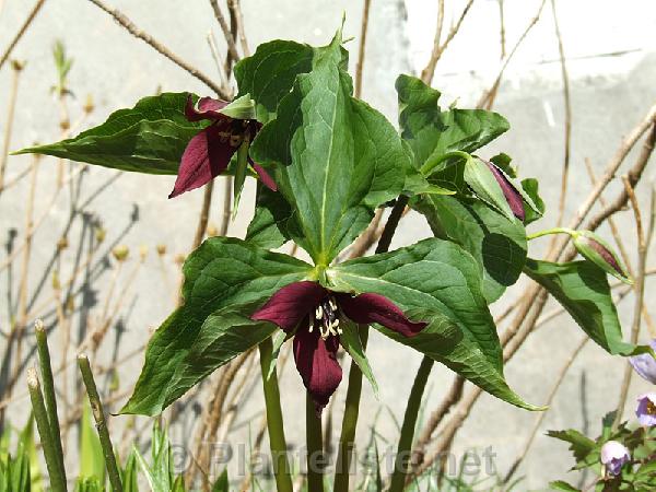 Trillium erectum, northern form - Click for next image