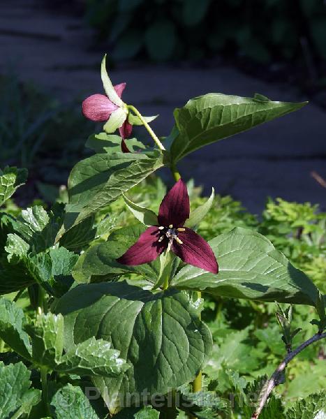 Trillium erectum ex New York - Click for next image