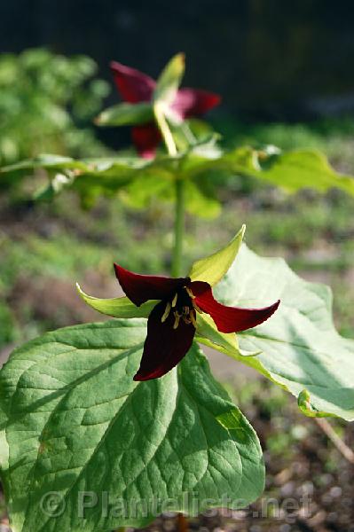 Trillium erectum, southern form - Click for next image