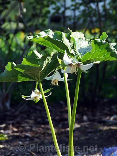 Trillium flexipes hybrid - Click for next image