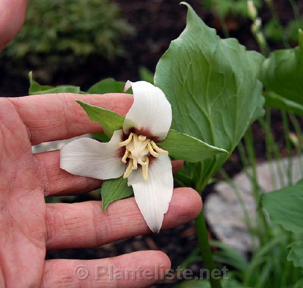 Trillium flexipes hybrid - Click for next image