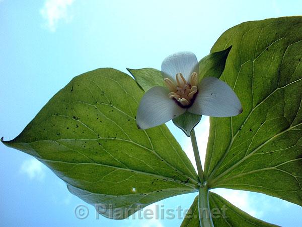 Trillium flexipes hybrid - Click for next image