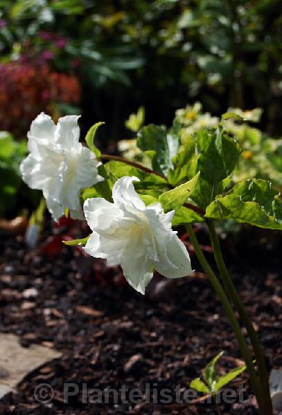 Trillium grandiflorum 'Snowbunting' - Click for next image