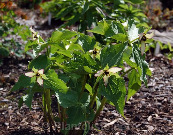 Trillium hybrid - Click for next image