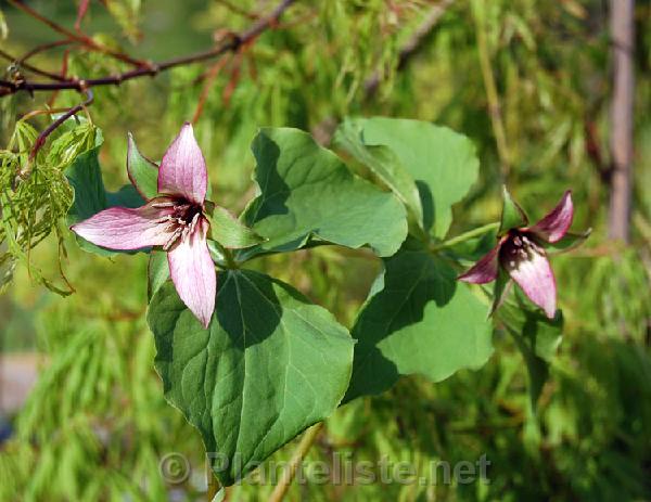 Trillium 'Kinfaun's Pink' - Click for next image