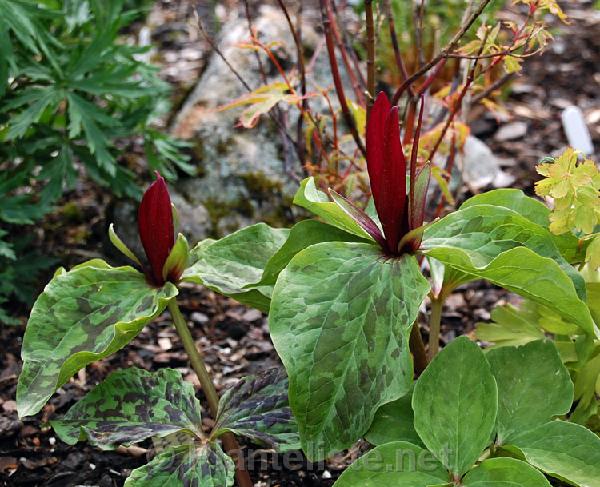 Trillium kurabayashii - Click for next image