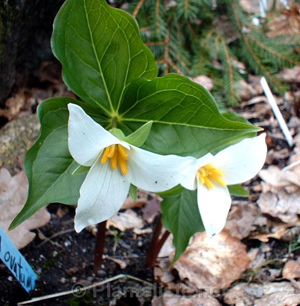 Trillium ovatum - Click for next image