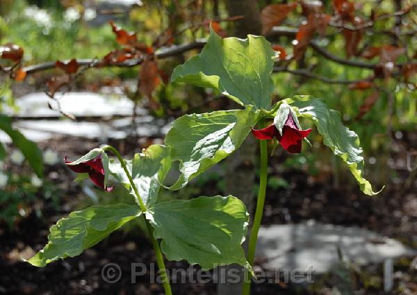 Trillium sulcatum - Click for next image