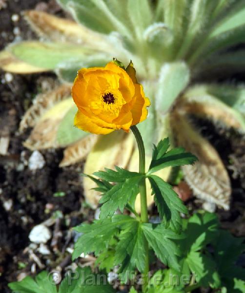 Trollius dzhungaricus - Click for next image