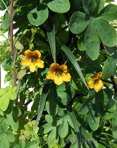 Tropaeolum ciliatum - Click for next image