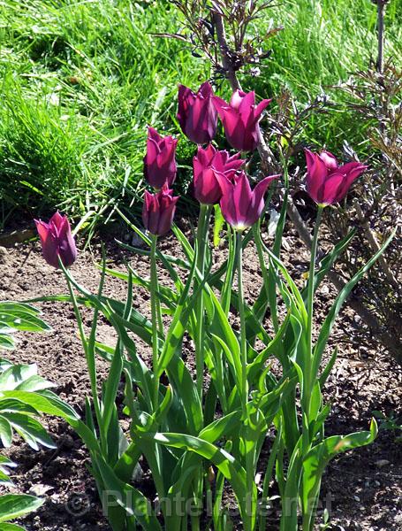 Tulipa 'Burgundy' - Click for next image