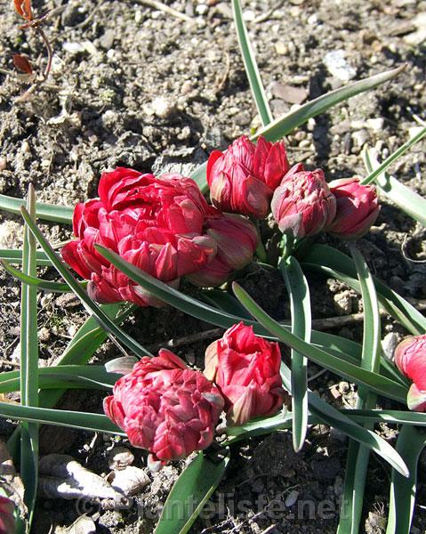 Tulipa humilis 'Tete a Tete' - Click for next image
