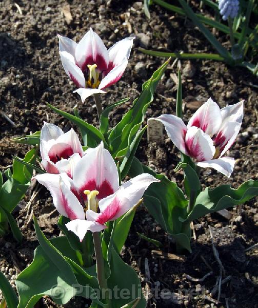 Tulipa 'Lac Van Rijn' - Click for next image