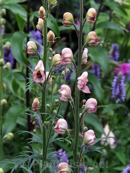 Aconitum napellus 'Pink Sensation' - Click for next image