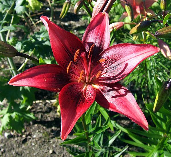 Planteliste.net - Lilium 'Pink Pagoda'