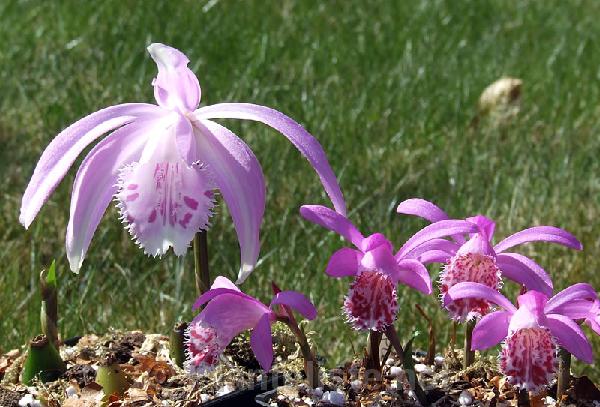 Pleione x barbarae and limprichtii - Click for next image